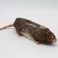 Brown Rat Herbert
