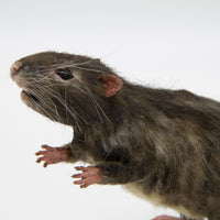 Brown Rat Alistair