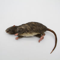 Brown Rat Alistair