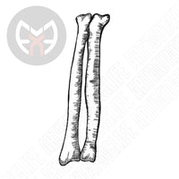 Arm Bones