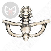 Clavicle Bones