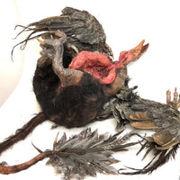 Mutant Turkey Vulture