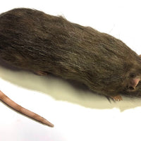 Brown Rat Karni