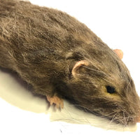 Brown Rat Karni