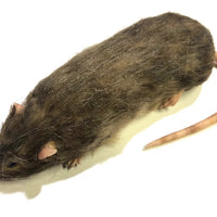 Brown Rat Karni