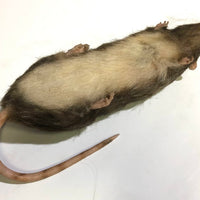 Brown Rat Karni