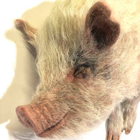 Wilbur Pig