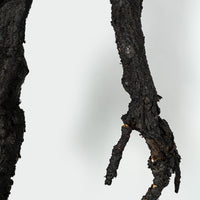 Burnt Skeleton Ash