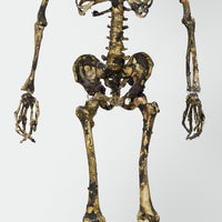 Aged Skeleton Max