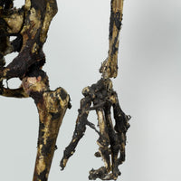 Aged Skeleton Max