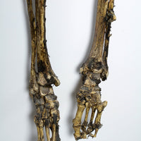 Aged Skeleton Max