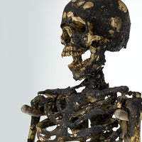 Aged Skeleton Max