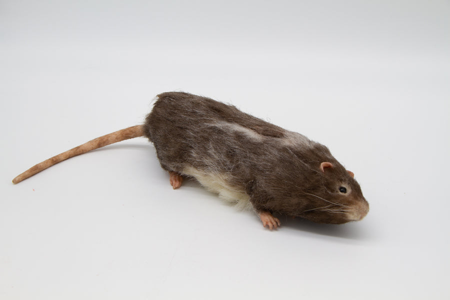 Brown Rat Herbert