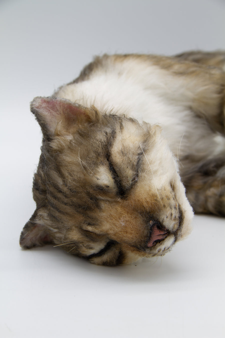 Tabby Cat