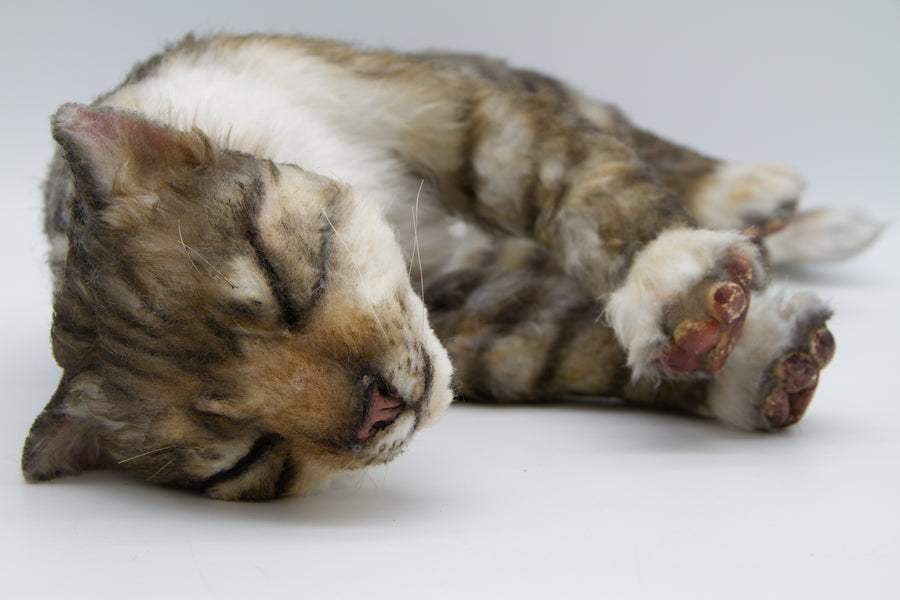 Tabby Cat