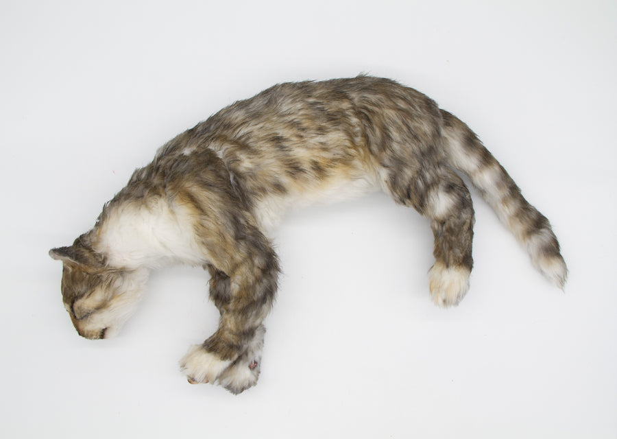 Tabby Cat