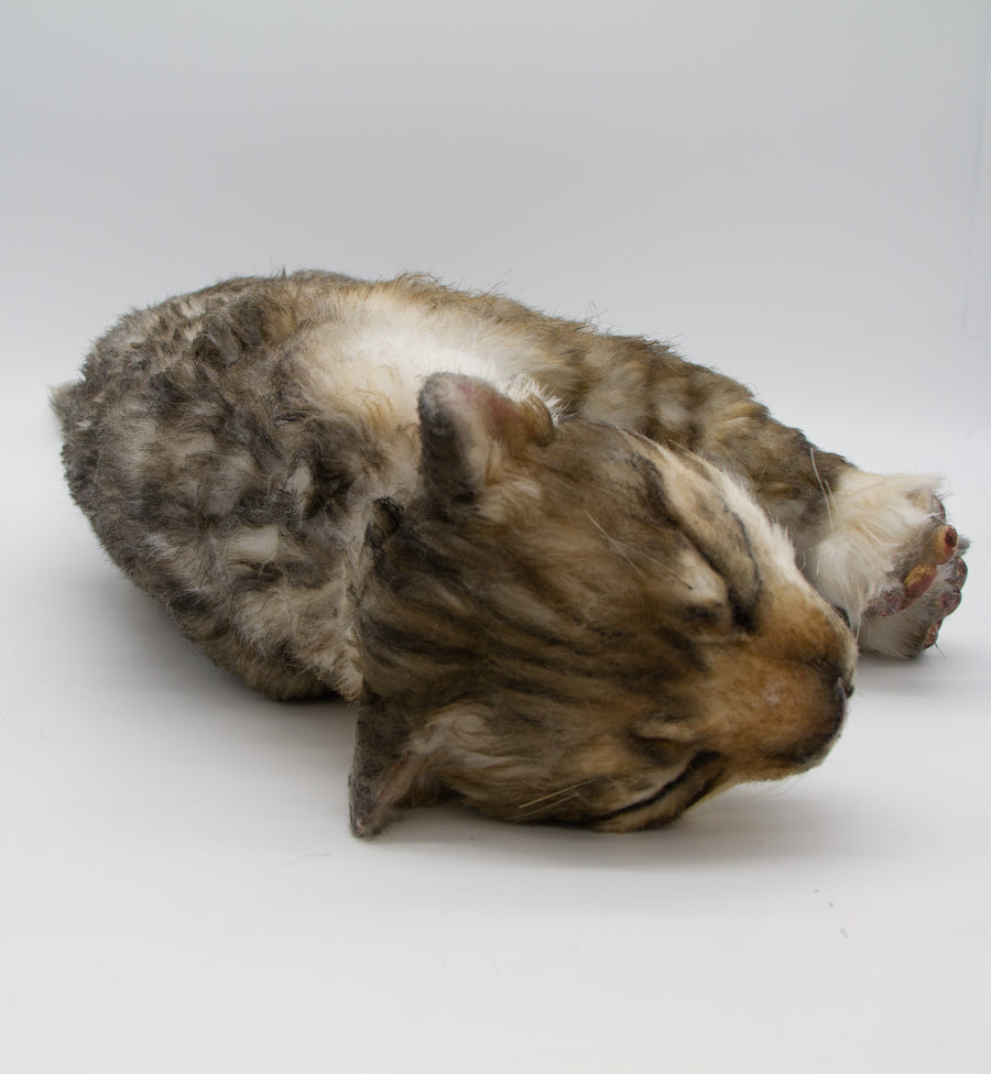 Tabby Cat
