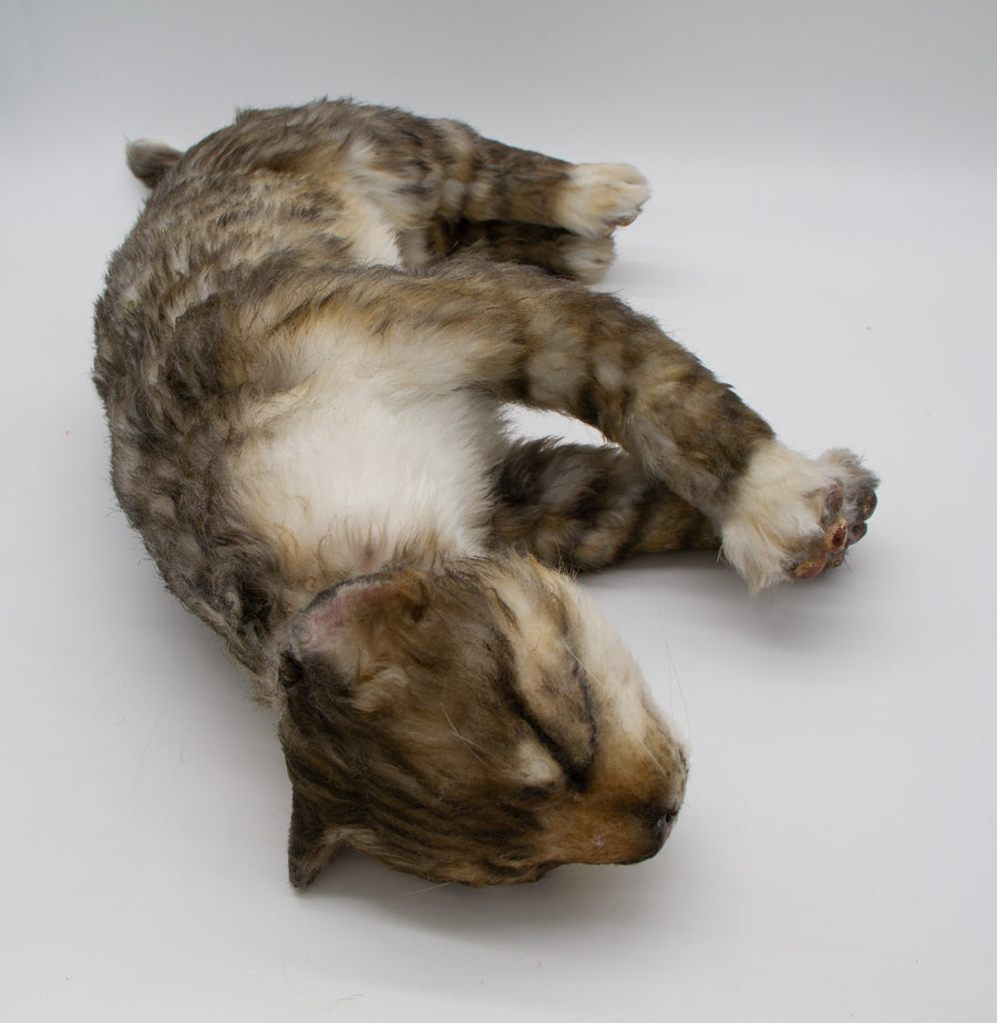 Tabby Cat