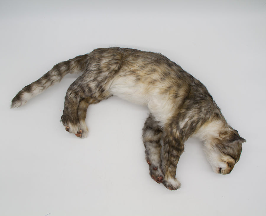 Tabby Cat