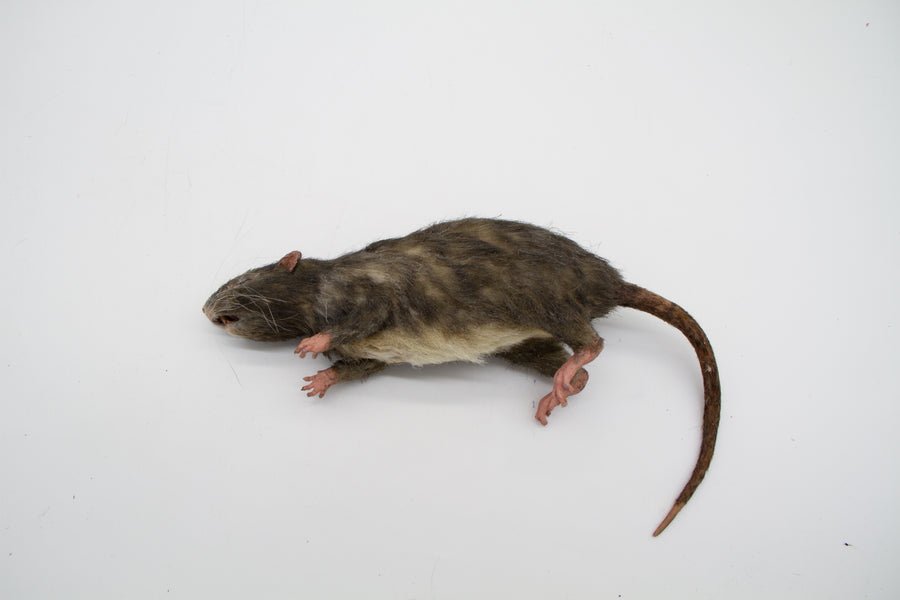 Brown Rat Alistair