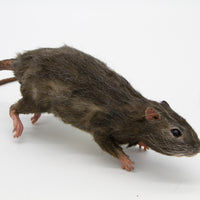 Brown Rat Alistair