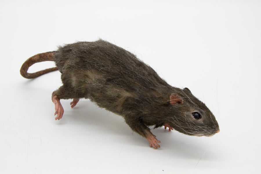 Brown Rat Alistair