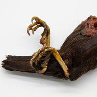 Mutilated Bird