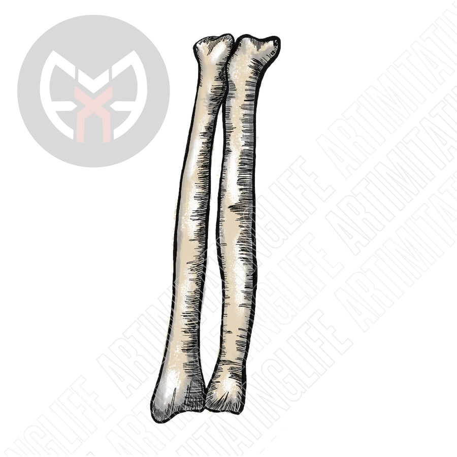 Arm Bones