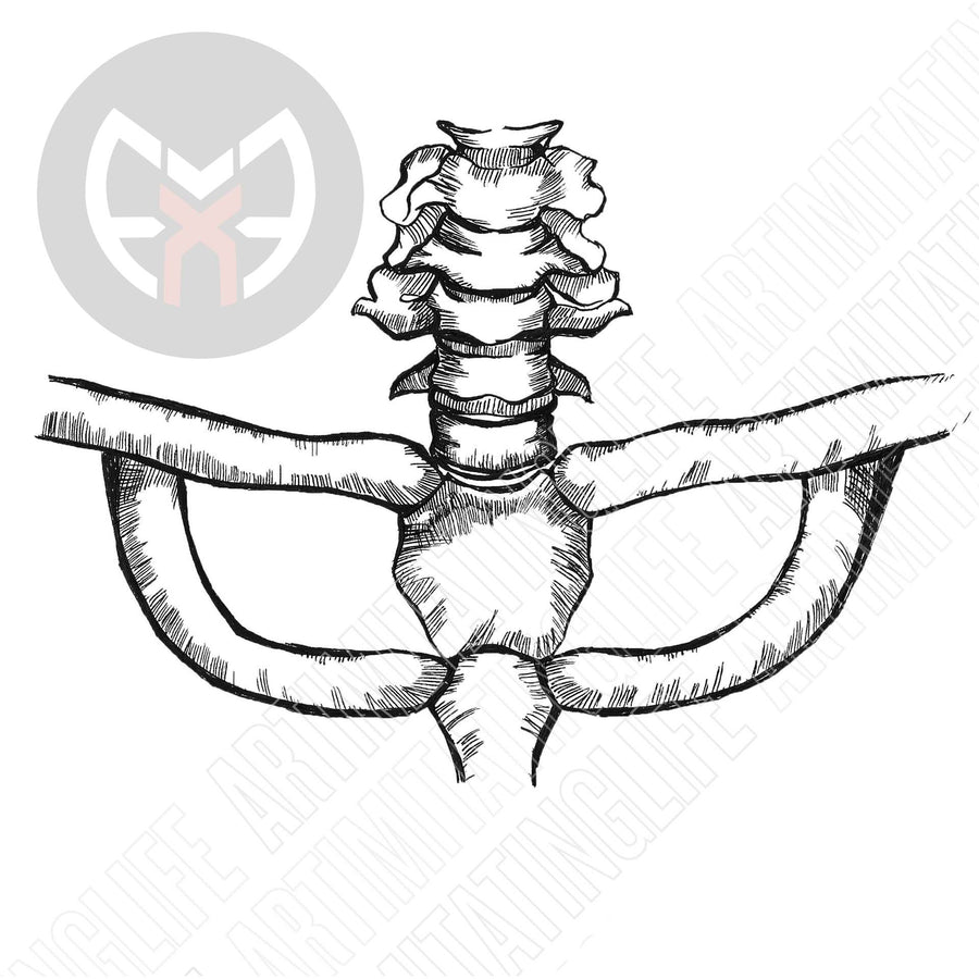 Clavicle Bones