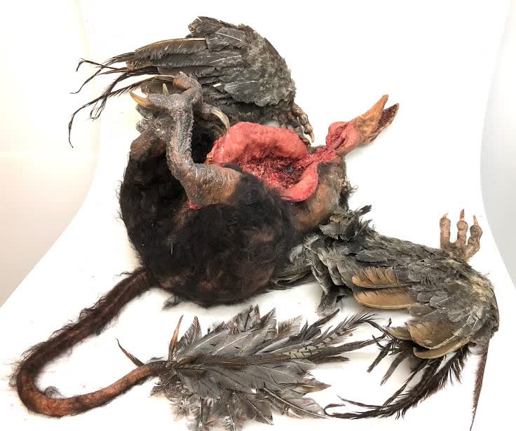 Mutant Turkey Vulture