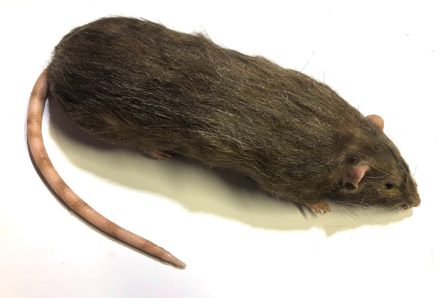 Brown Rat Karni