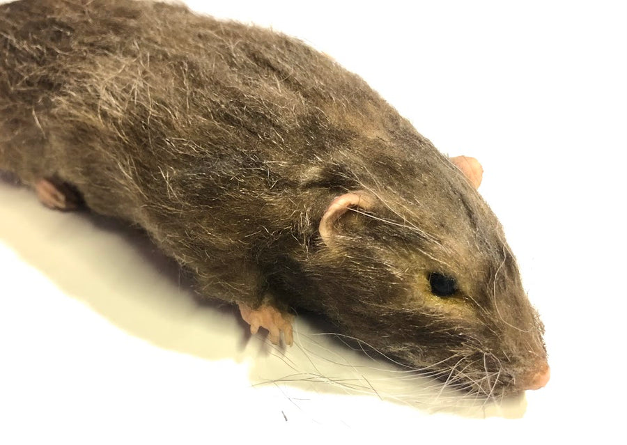 Brown Rat Karni