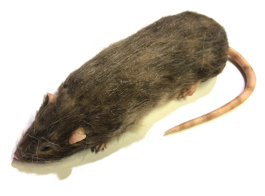 Brown Rat Karni