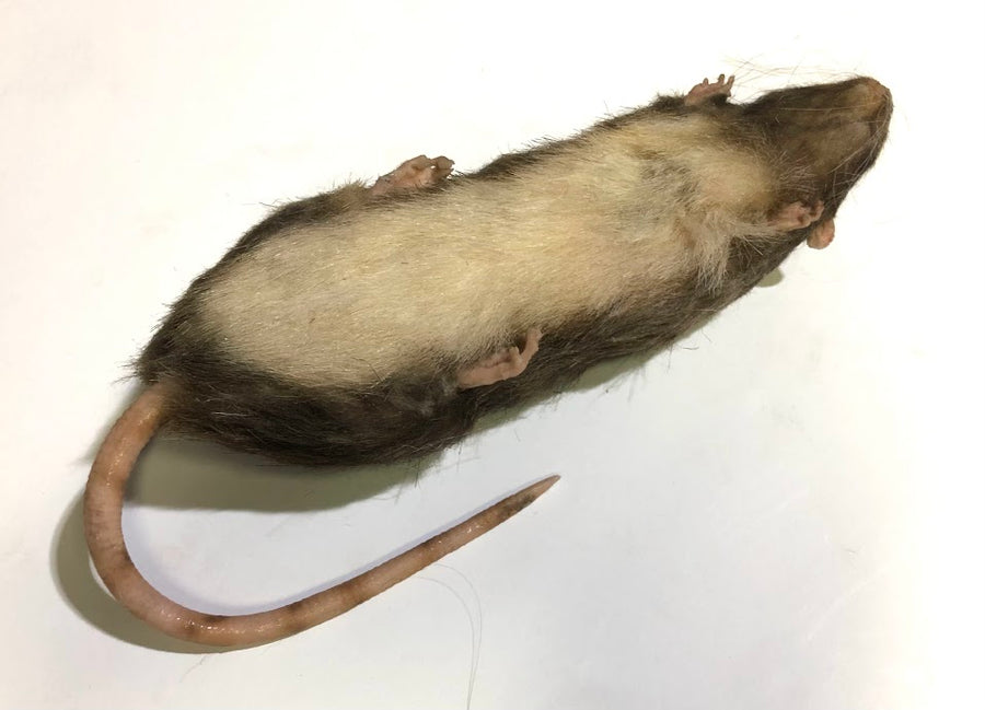 Brown Rat Karni