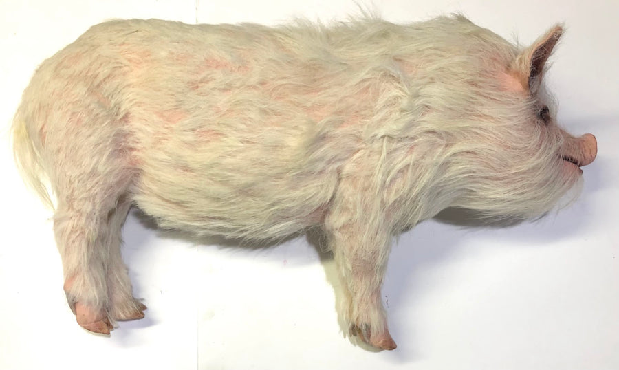 Wilbur Pig