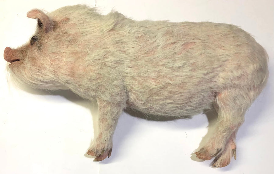 Wilbur Pig
