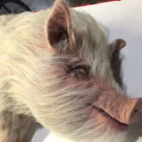 Wilbur Pig