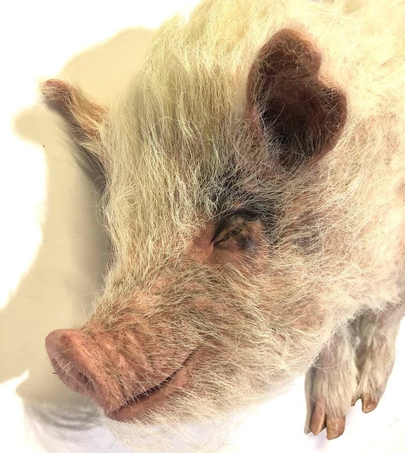 Wilbur Pig