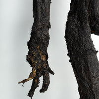 Burnt Skeleton Ash