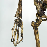 Aged Skeleton Max