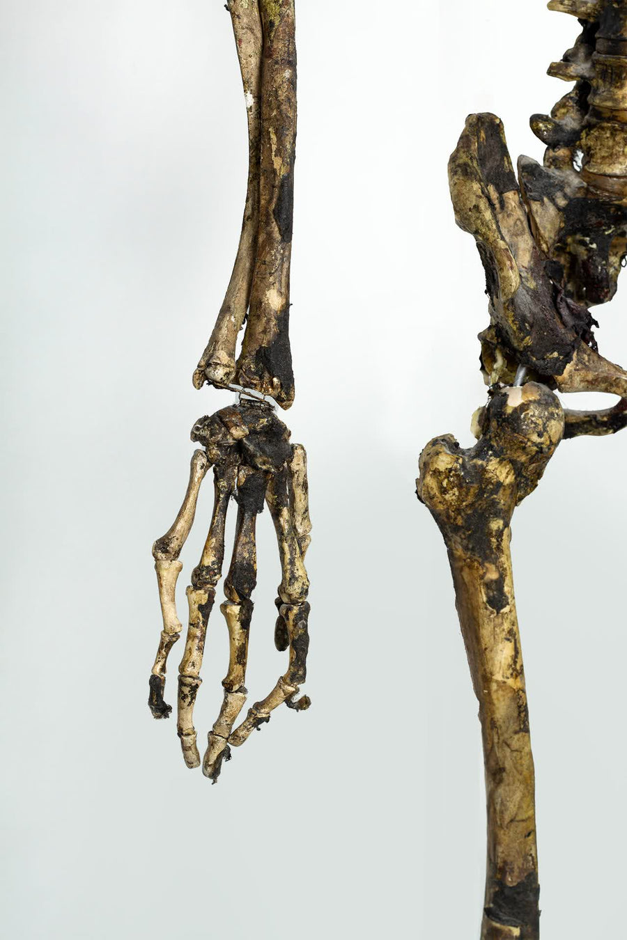 Aged Skeleton Max